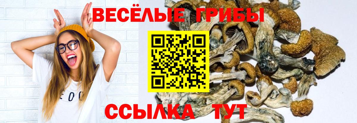 Конаково  Псилоцибиновые грибы GOLDEN TEACHER  Вход с VPN  Галлюциногенные грибы MAGIC MUSHROOMS 
